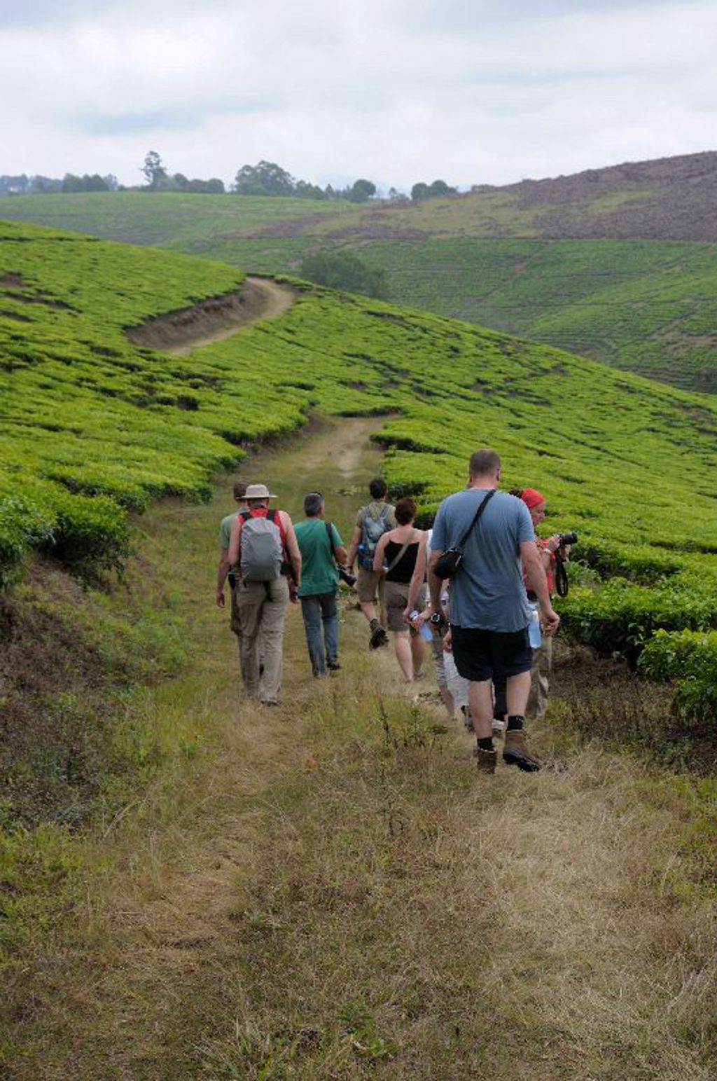 Theeplantages Tukuyu