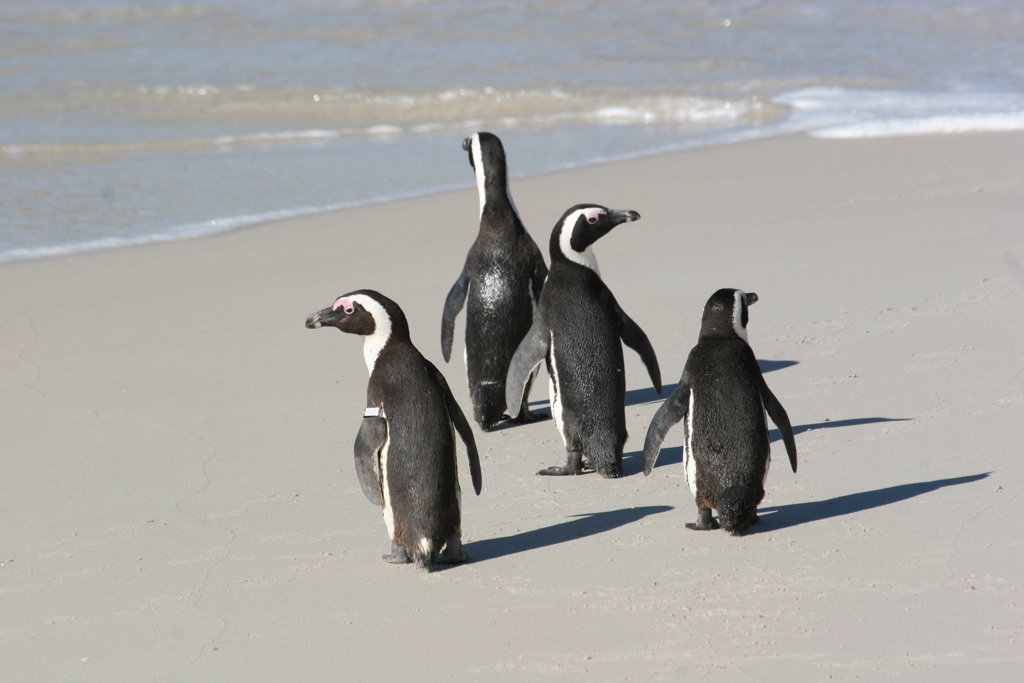 ZAF - Zuid-Afrika Boulders Beach.jpg