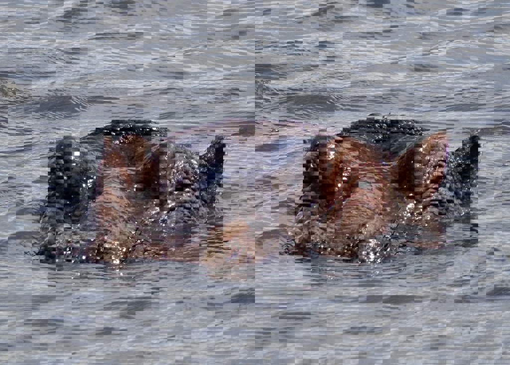 Familiereis Tanzania Nijlpaard