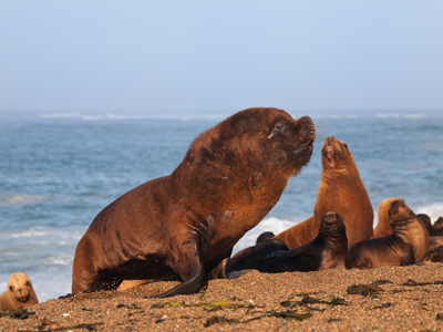 Standaard route Patagonië - Dag 5