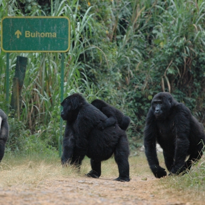 Gorillapermit Bwindi
