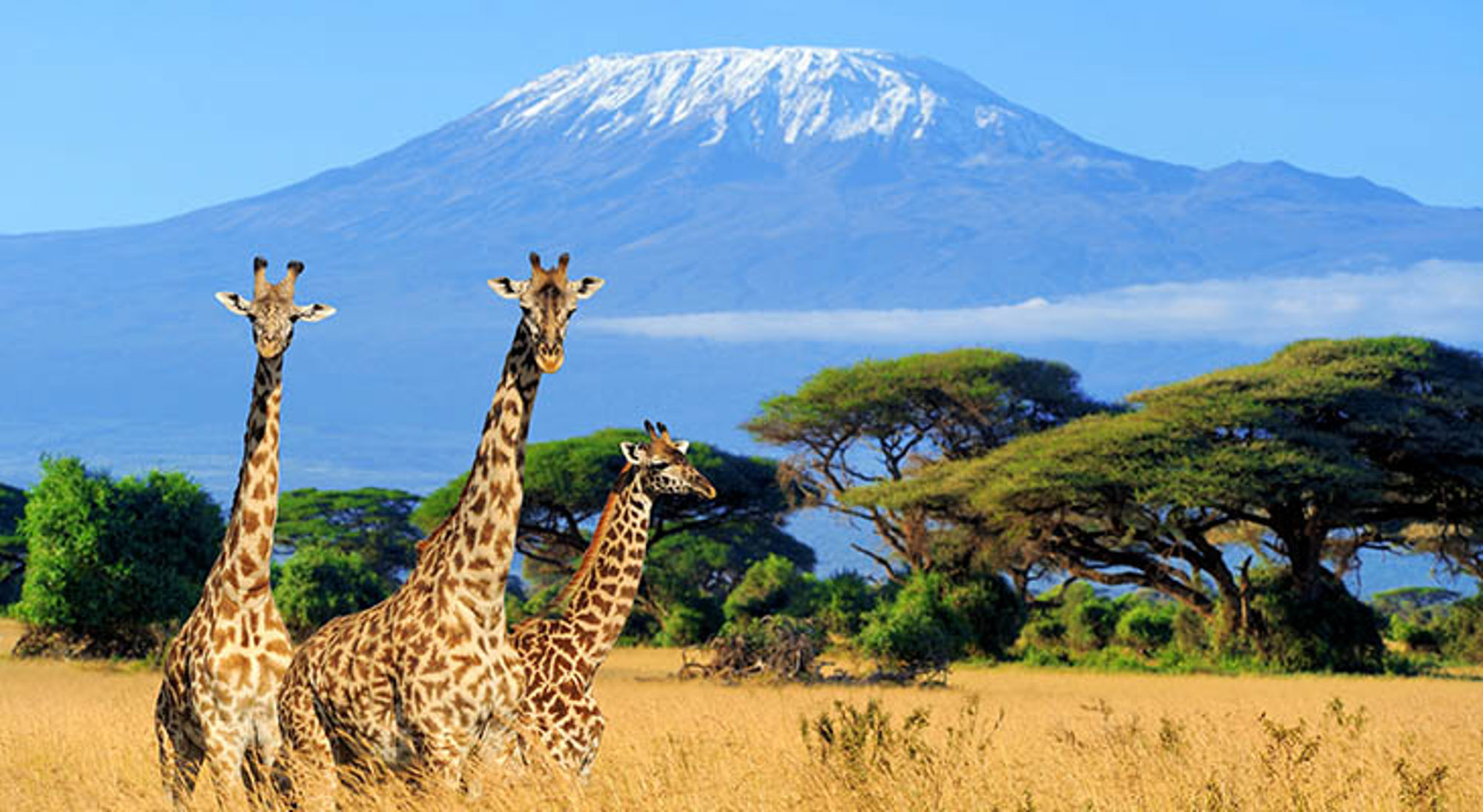 Giraffen bij Kilimanjaro Giraffen bij Kilimanjaro
