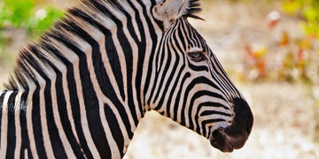Groepsrondreis Zuid-Afrika, eSwatini en Lesotho