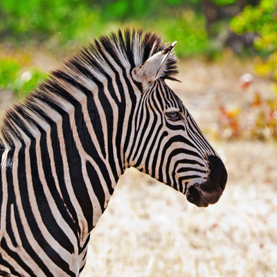Groepsrondreis Zuid-Afrika, eSwatini en Lesotho