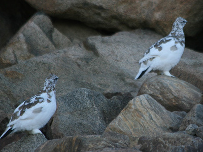 Route Groenland - 13 dagen - Dag 12
