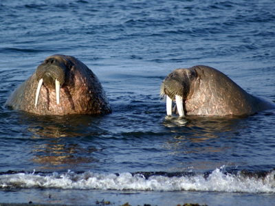 Route 18 dagen Spitsbergen - Dag 3
