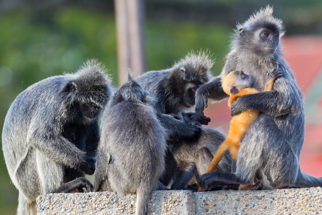 Groepsrondreis Singapore, Maleisië & Thailand