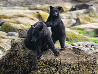 Route Canada Hotelreis, 15 dagen, 2025 - Day 9