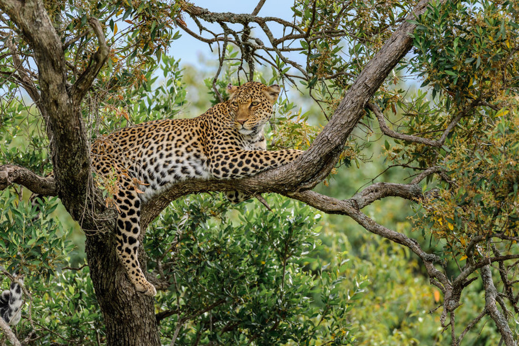 main_shutterstock_572737756_Masai_mara.jpg