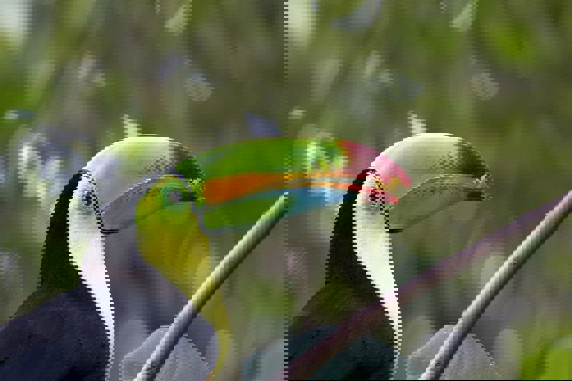 Groepsrondreis Costa Rica Hoogtepunten