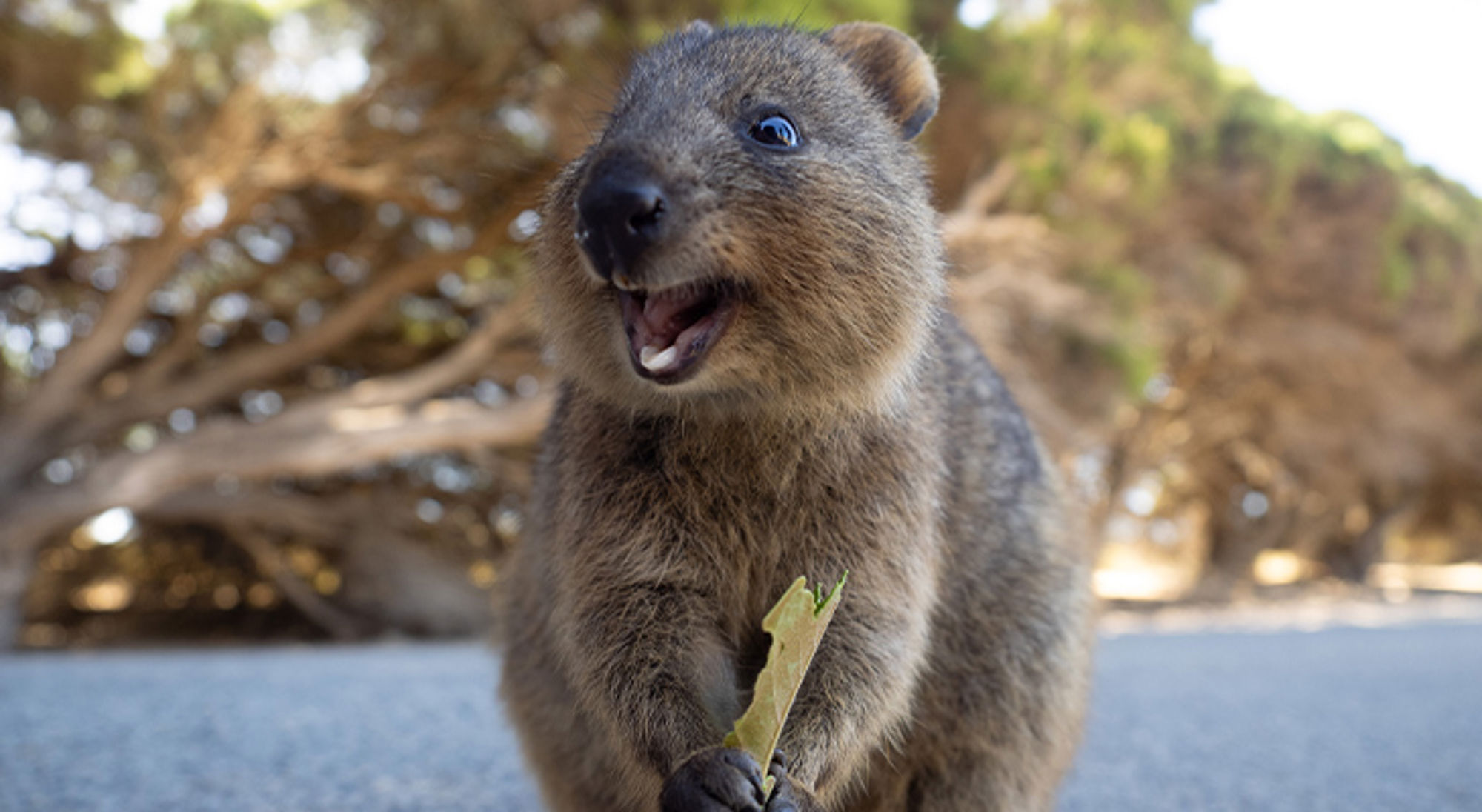 Quokka